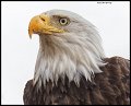 _3SB1293 bald eagle portrait